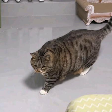 小小怪_