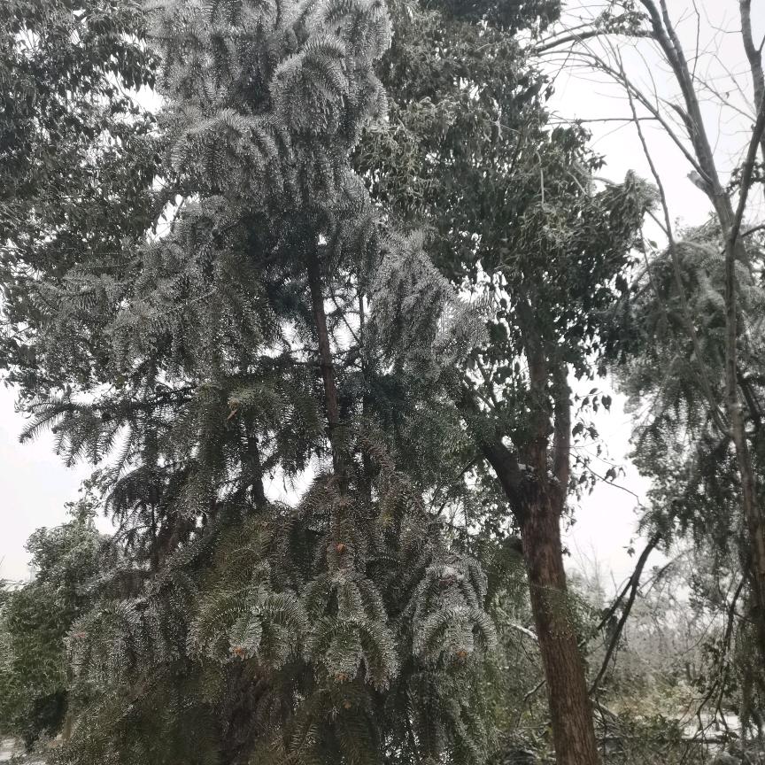 牡丹