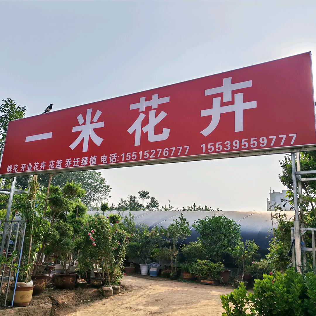 舞阳县一米花卉店