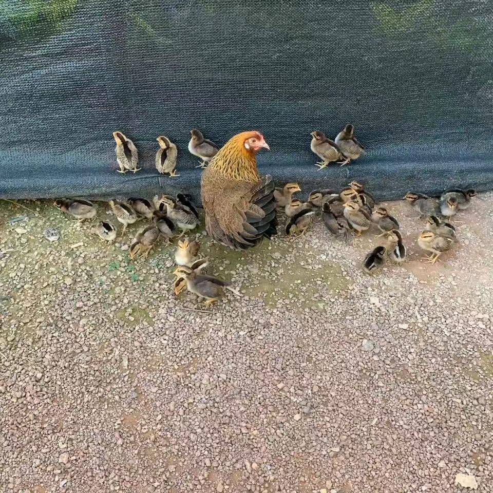 养鸡人强哥