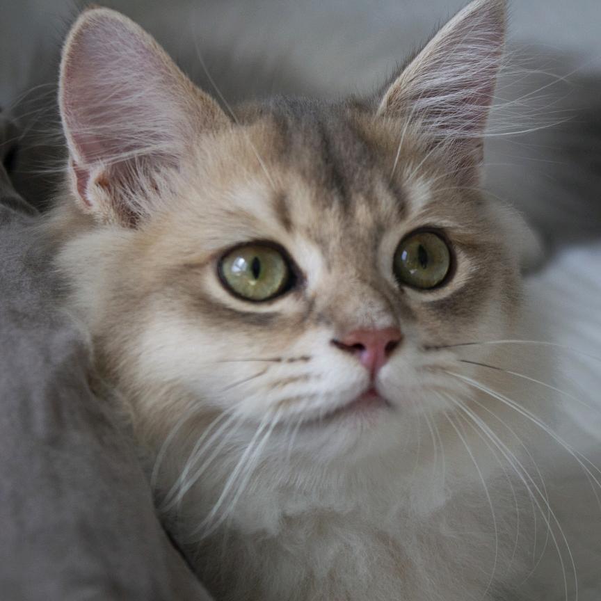 有痣小猫
