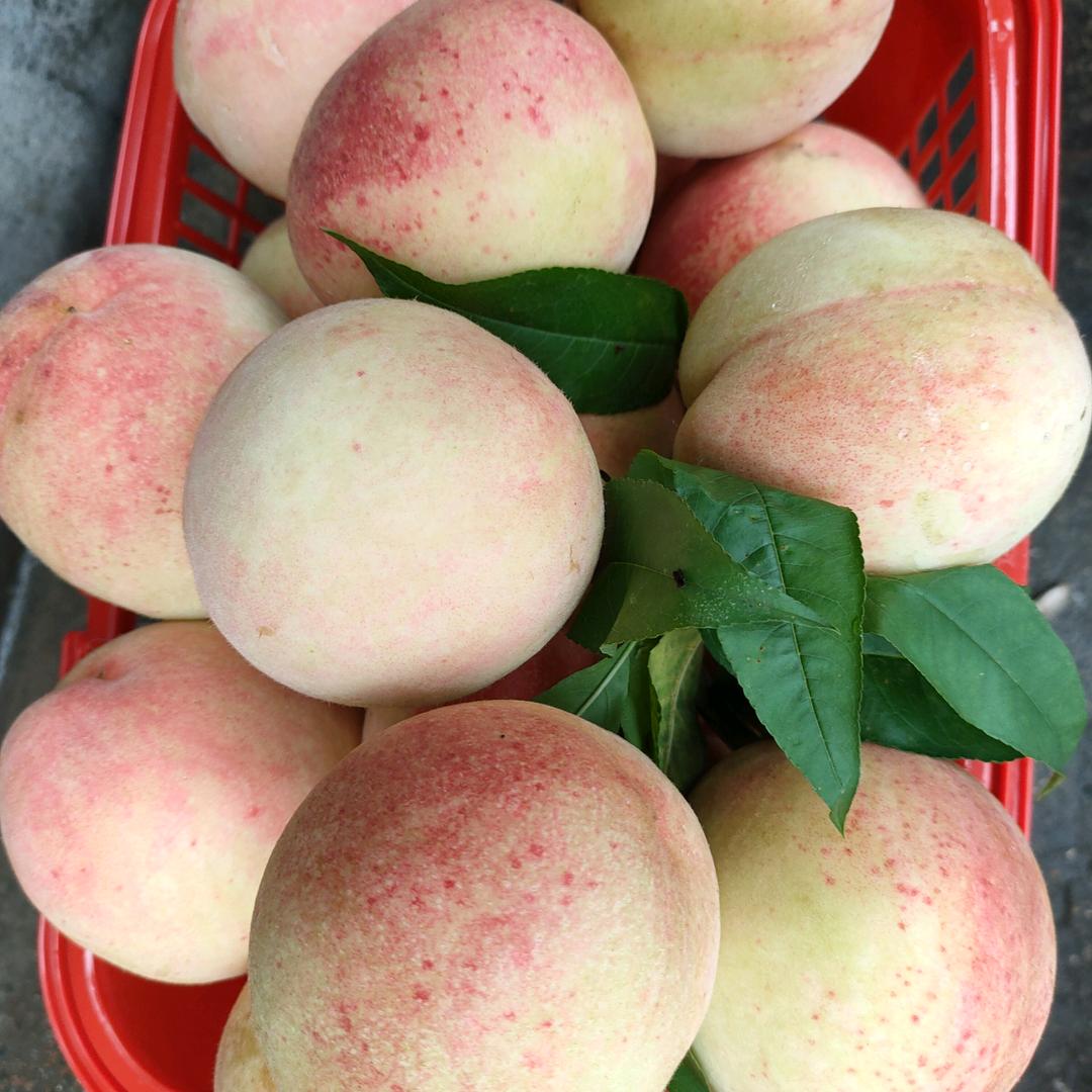 千岛湖果园戚姐