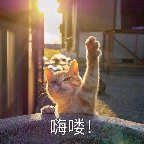 梦想🐈头像