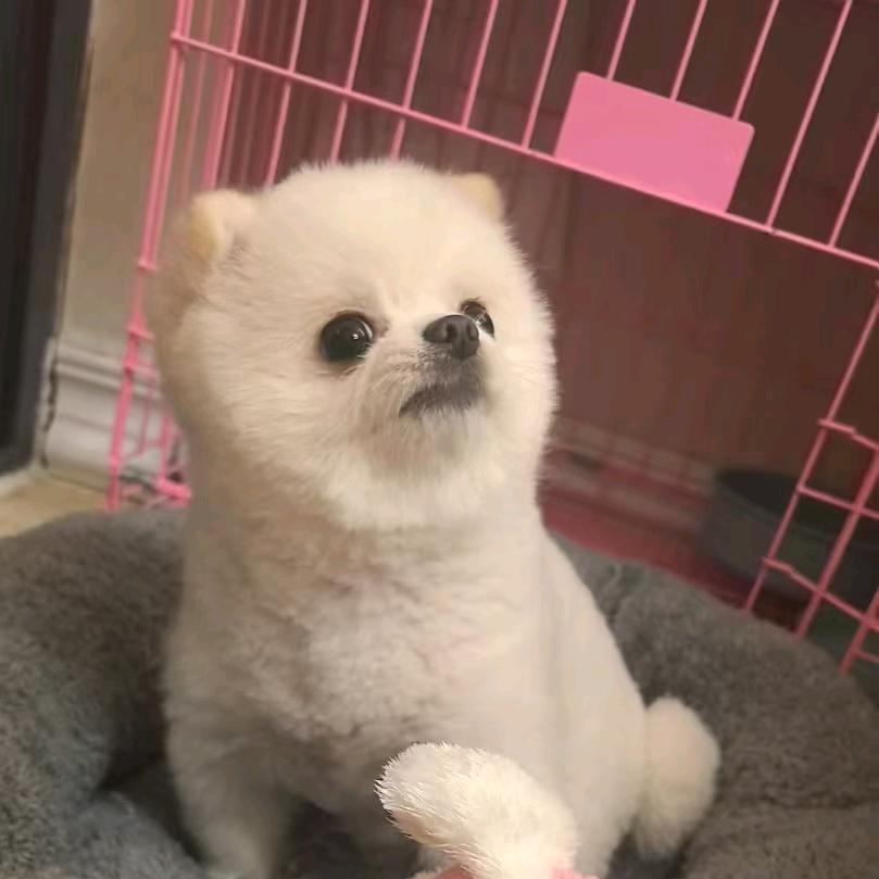 宠悦宠物企业店