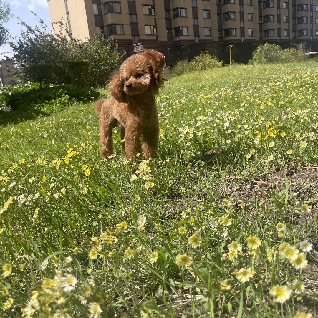 潦草小狗 🐶张可乐🐶