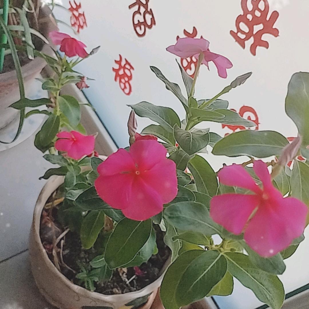 无欲无忧