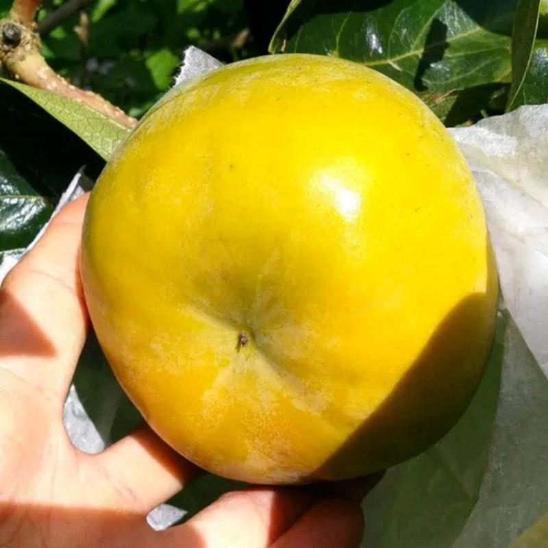 恒泳果树苗木专营店