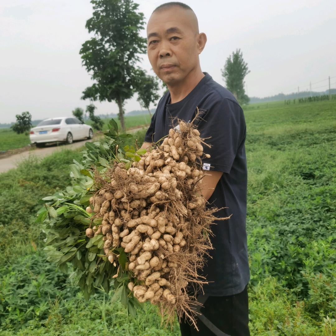 新乡市花丰种业有限公司