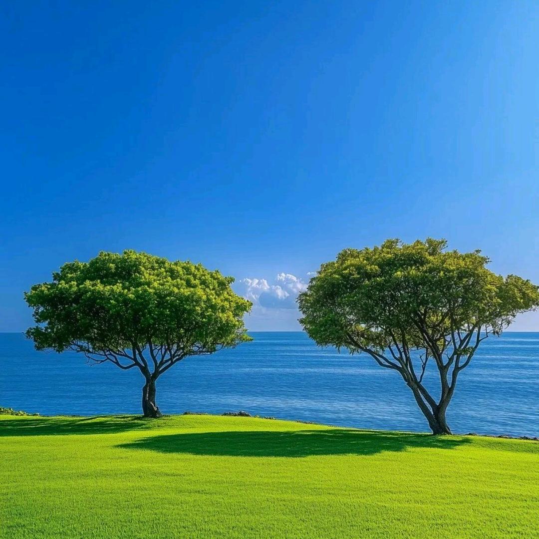 大树