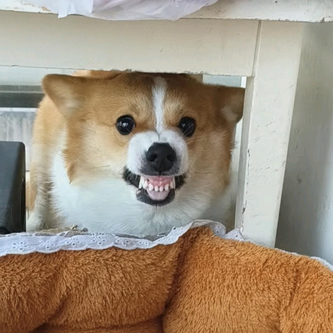 欢欢修炼记🐶🐶