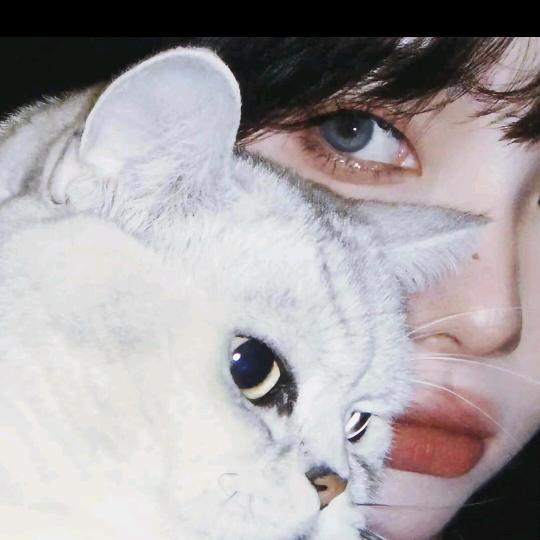 狸花猫