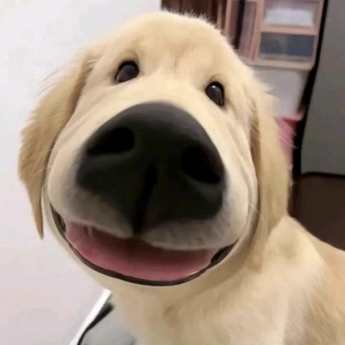 甜菜狗