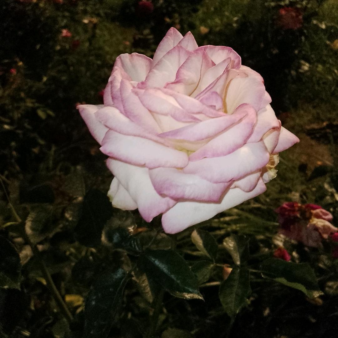 花🌸