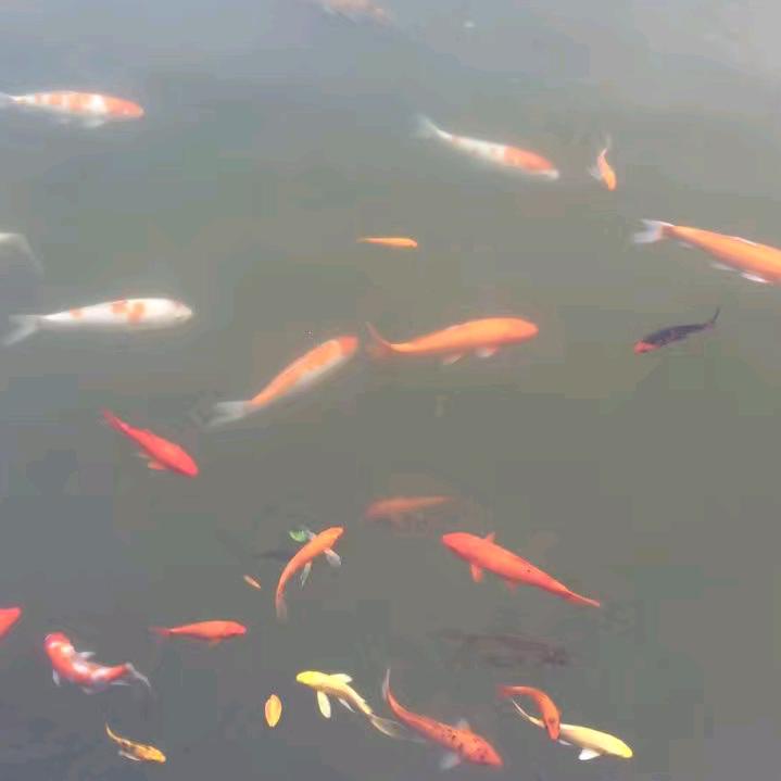 星语心愿