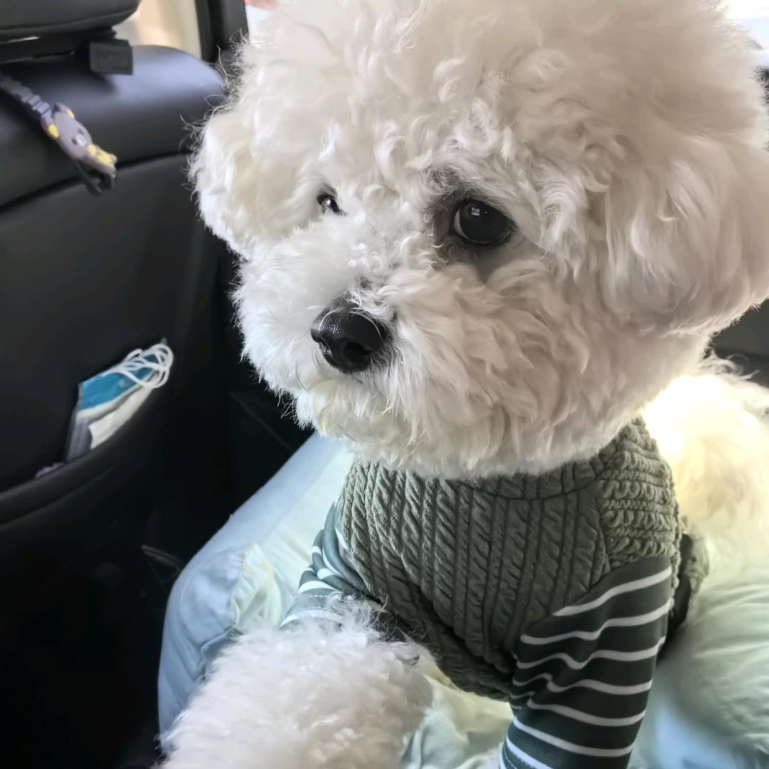 姜饼小可爱