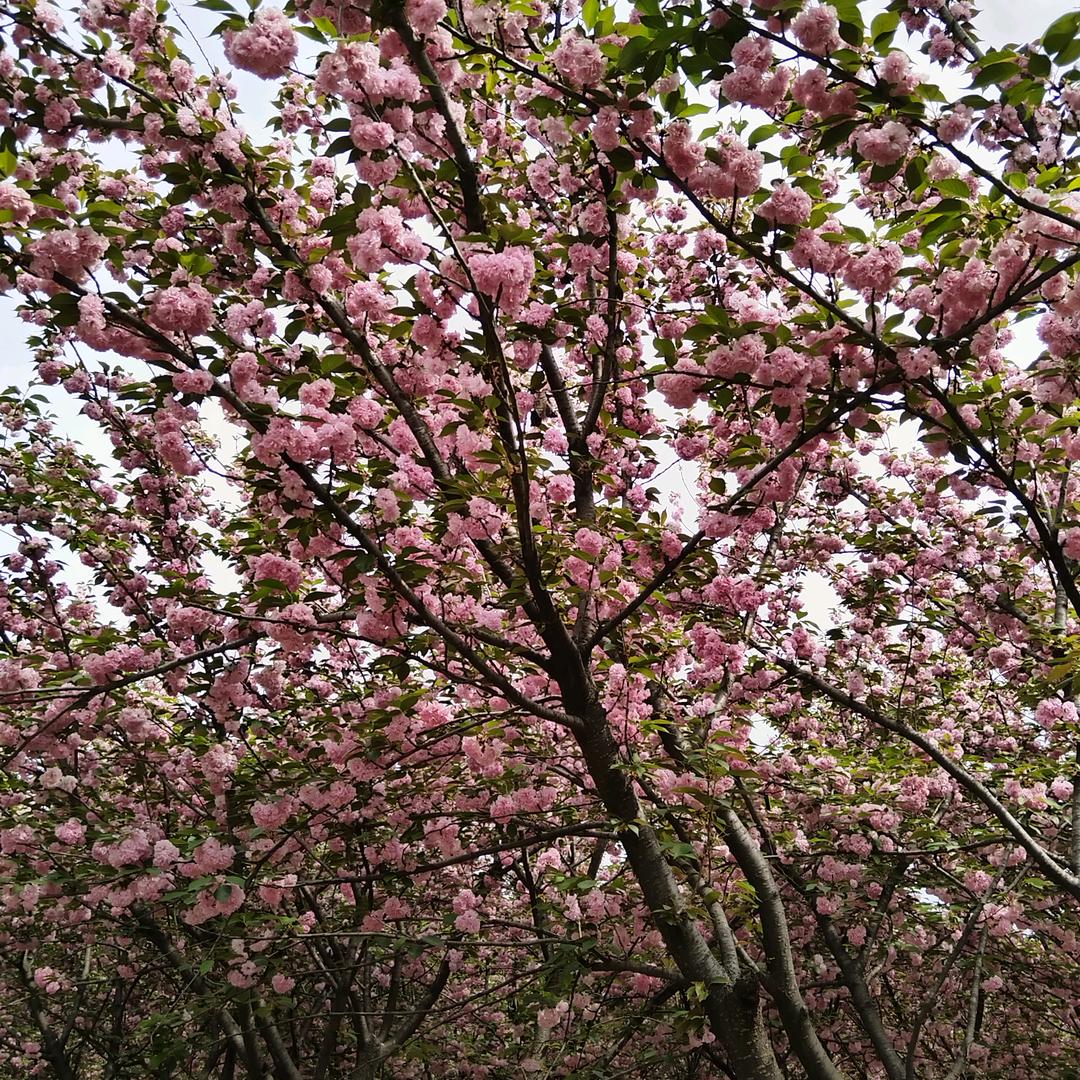 燕姐呀