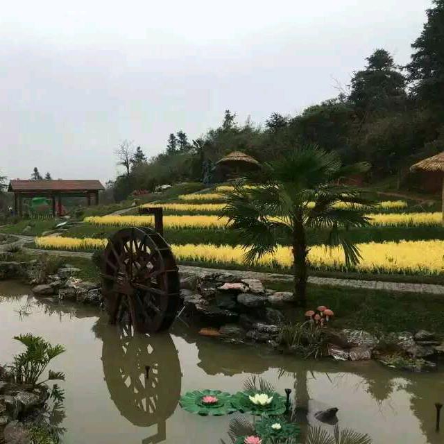 湘成蔷薇砧木园林