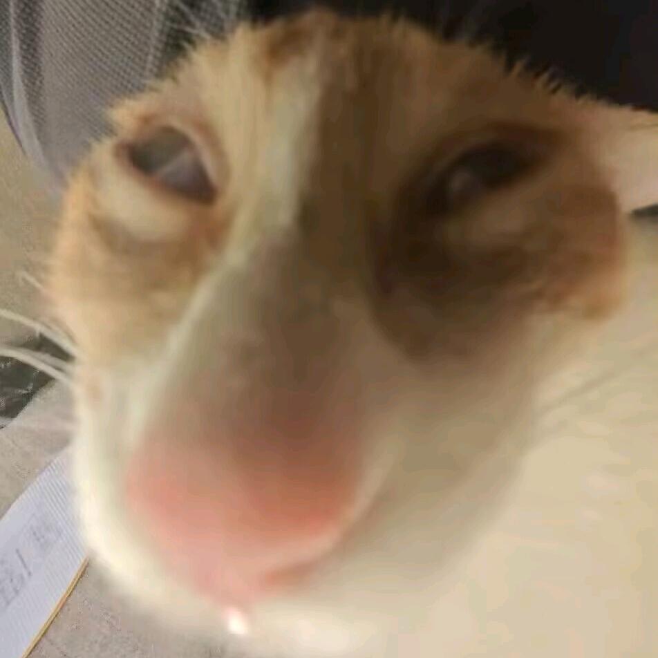 究极禿头怪