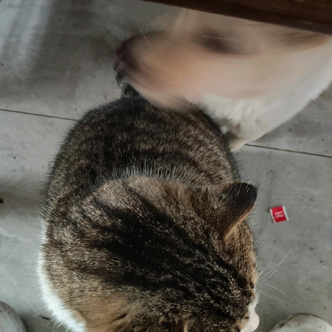 🎤🎤汪六六🐕🐕