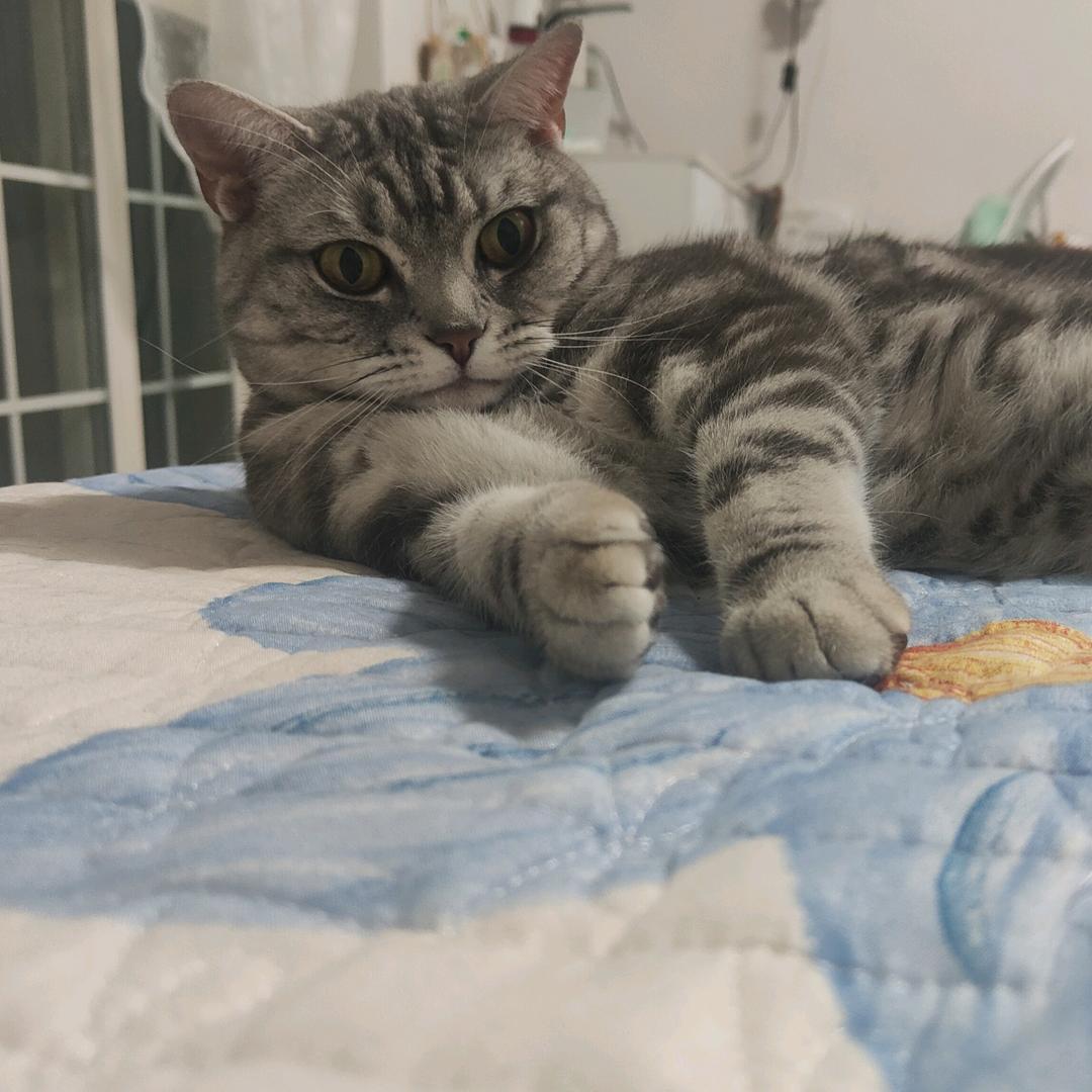 人，猫的名字叫蓝莓