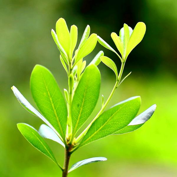 韩雷卡货轮胎批发