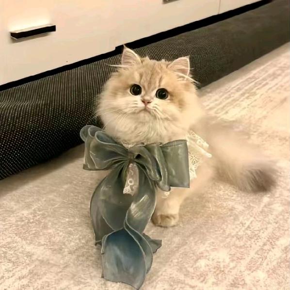 小关喵舍😼