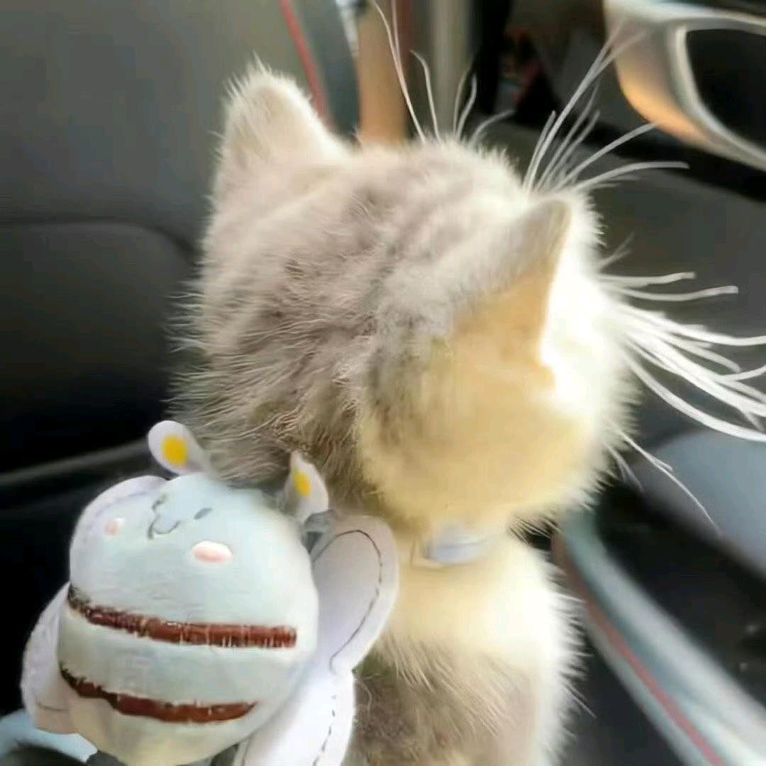 猫咪lilili