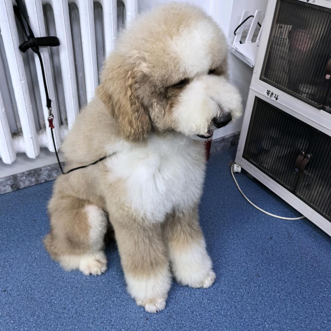 哈利是只大泰迪