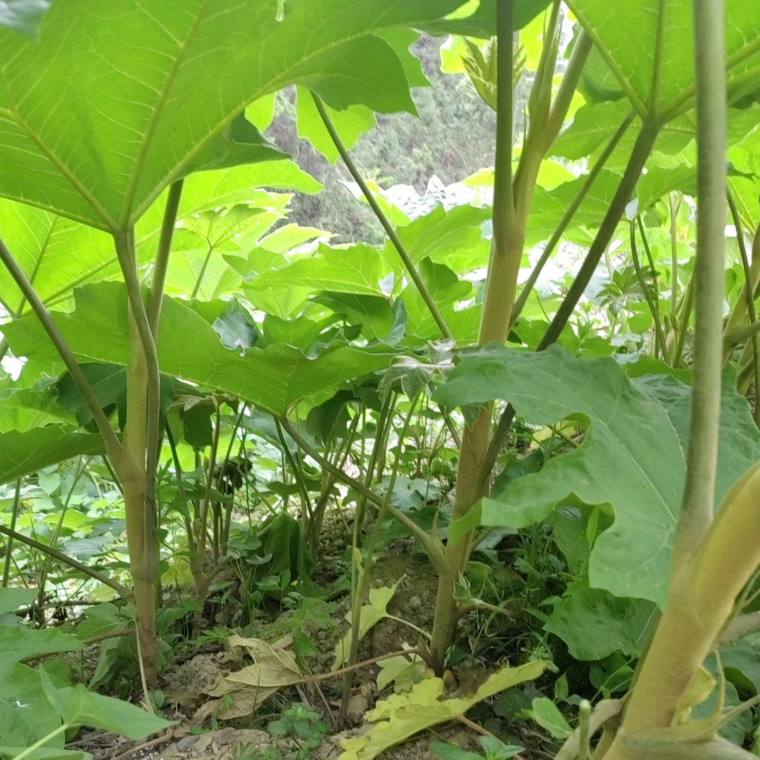 大通草基地（广西乐业）