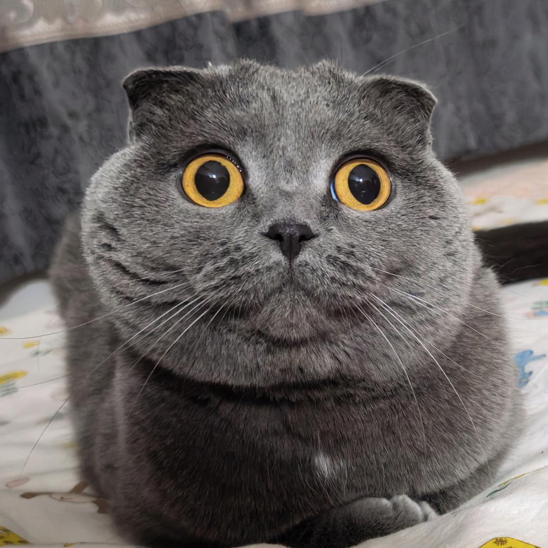 ฅ大ᩙ脸猫ᩙฅ੭ﾞ🐾