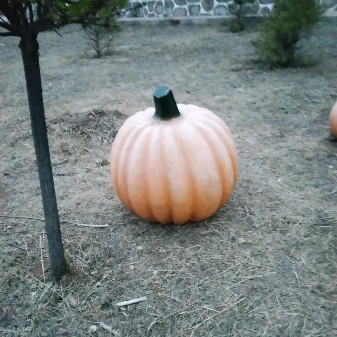 丰衣足食