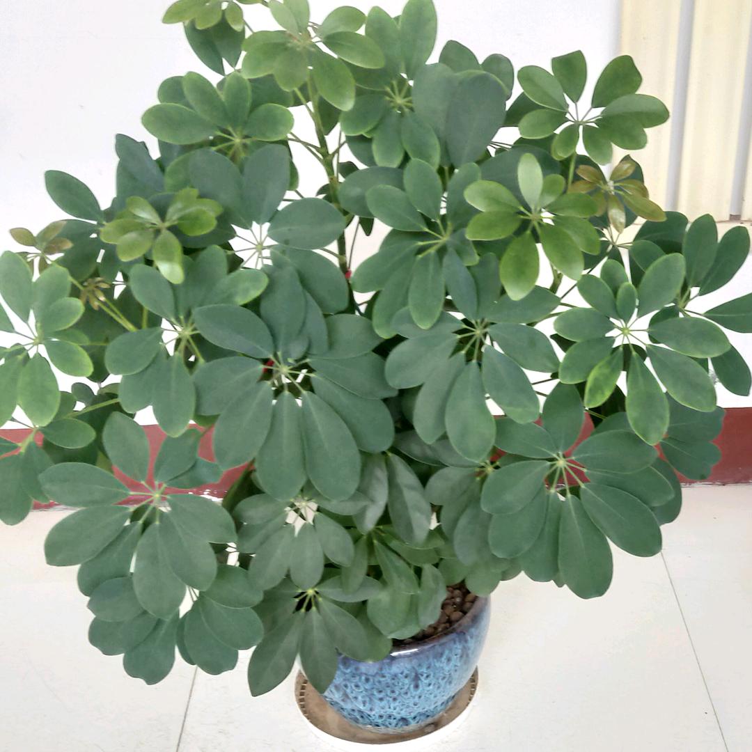安然秋天