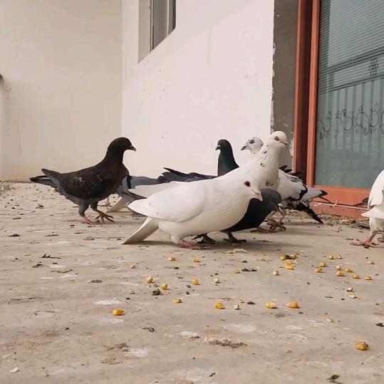 散养鸽