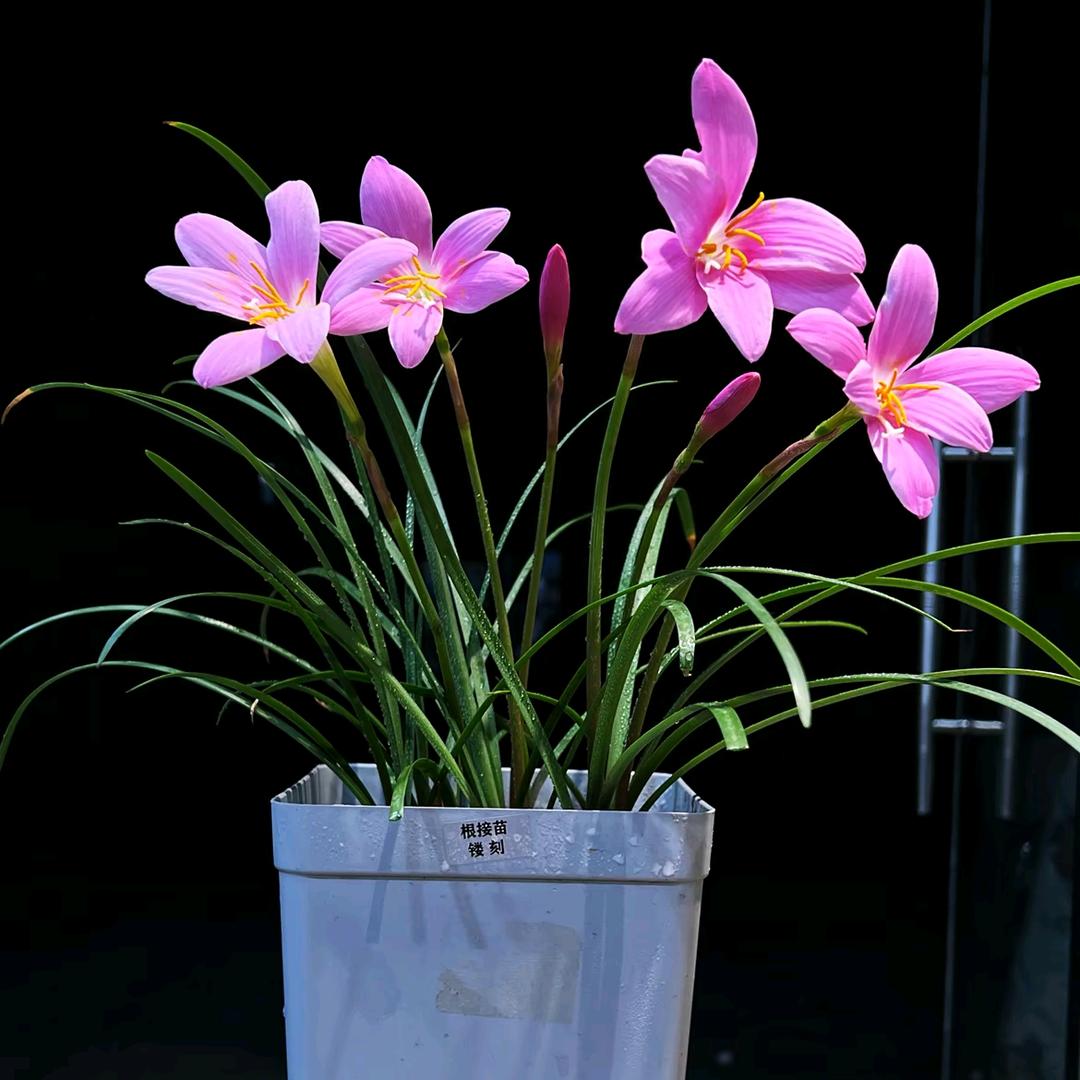 常年收购石蒜水仙花1516114519。