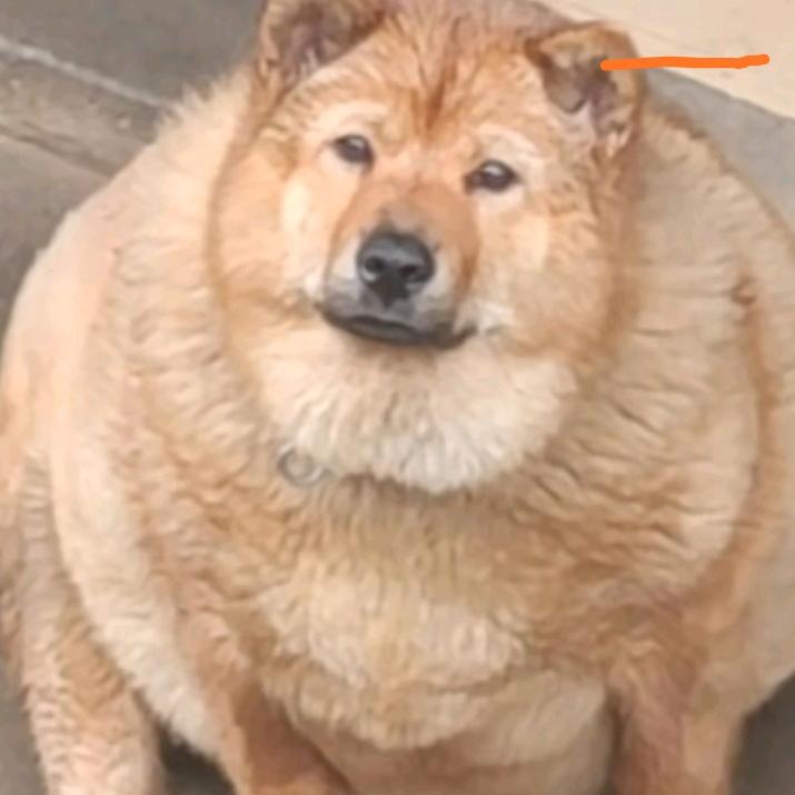 深情小美