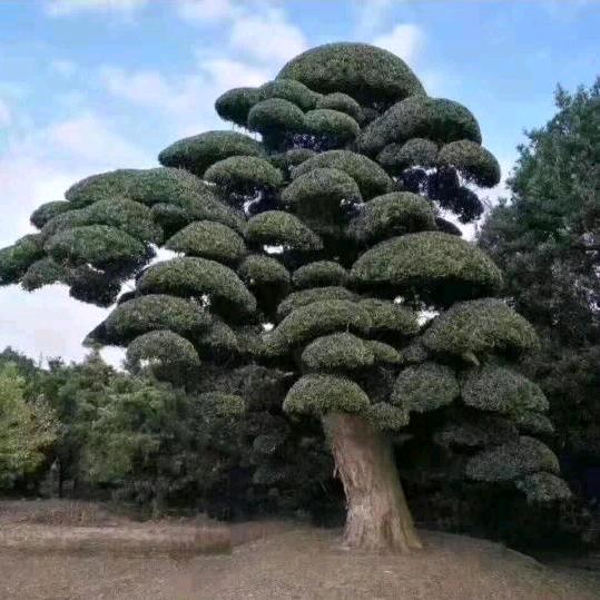 专业园林造型师