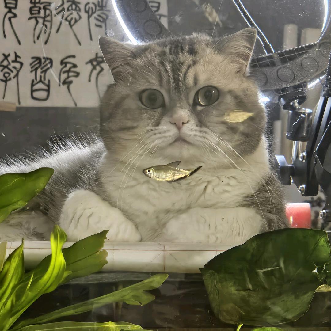 顾均
