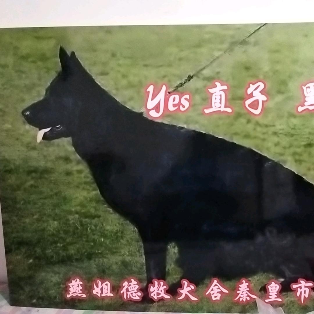 黑德牧yes直子黑龙