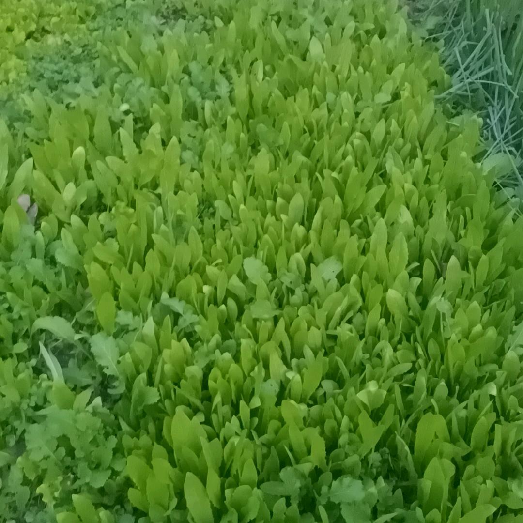 丁