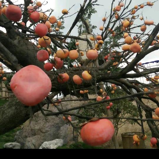 ❄️神刀🗡️影❄️