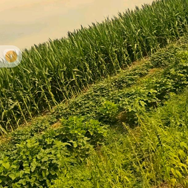 💰༺💰俩宝໊ཀྃ奶奶এ᭄