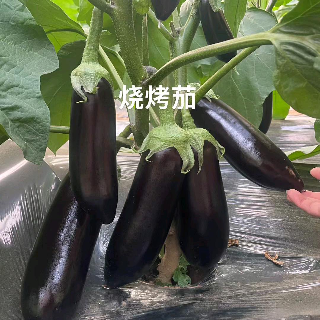 优质种苗