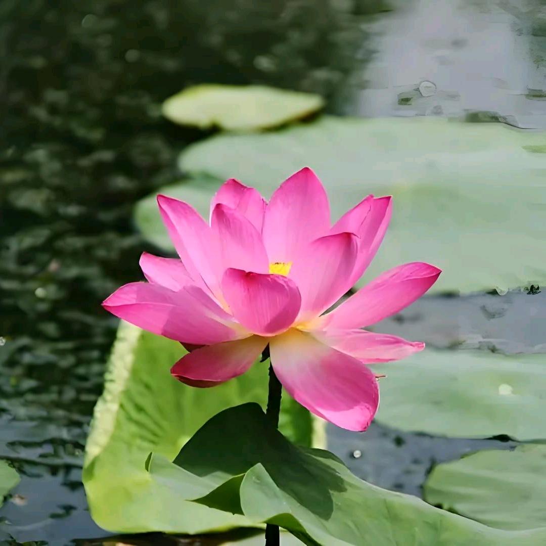 善南（善因得善果）