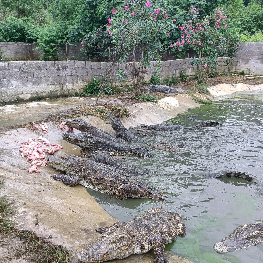 鳄鱼特种养殖基地