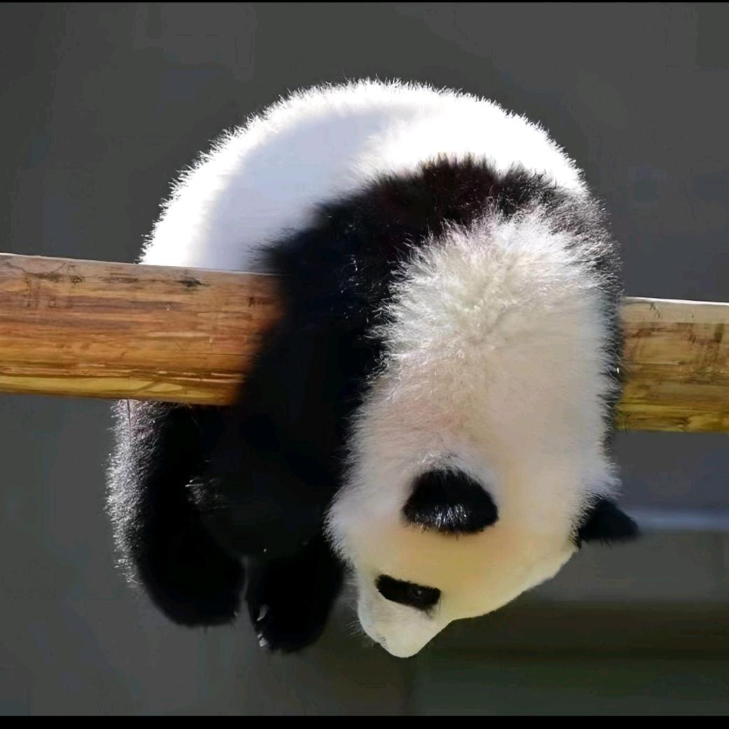 初见丨