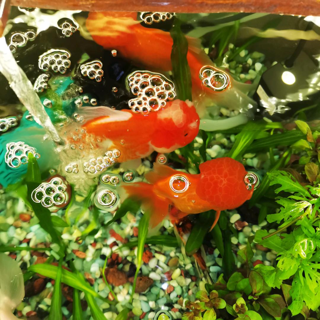 骑的蜗牛看风景