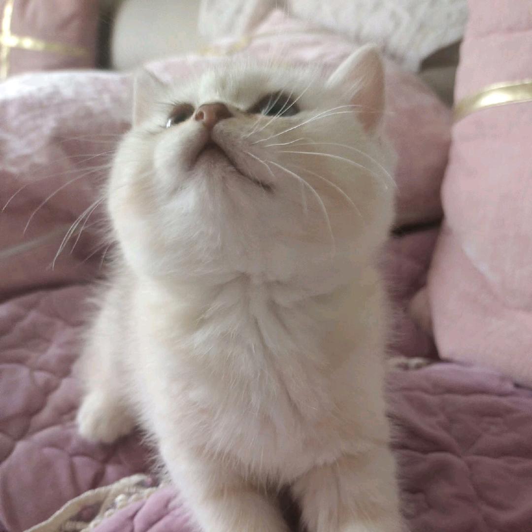 小月说娱乐