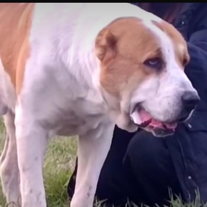 曹市中亚猛犬舍