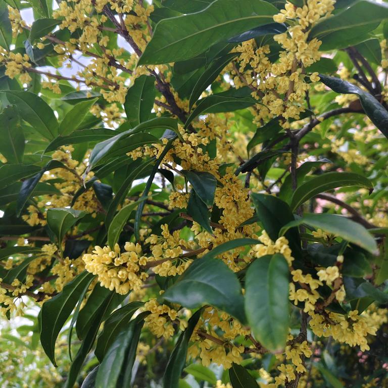 🥀ℒᎭℯ红ꦿ҉᭄࿚ནོ⁵²⁰