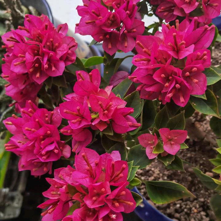 雪莲花